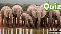 photo quiz. 10 questions sur les éléphants 